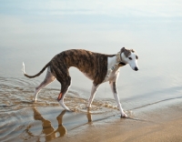 Picture of Whippet walking through water