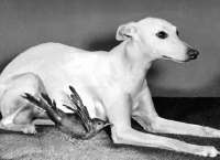 Picture of Whippet with a Blackbird