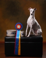 Picture of Whippet with award