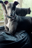 Picture of Whippet with cat in the background