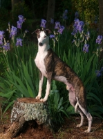 Picture of Whippet with flowers in background