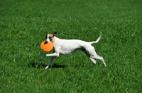Picture of Whippet with frisbee