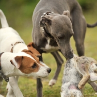 Picture of Whippet with hare