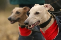 Picture of Whippets in bodywarmer