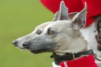 Picture of Whippets looking ahead