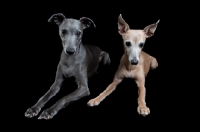 Picture of whippets lying down watching attentively