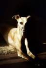 Picture of whippets lying in the shaft of sun indoors