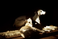 Picture of whippets lying in the sun indoors