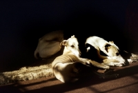 Picture of whippets lying in the sun indoors