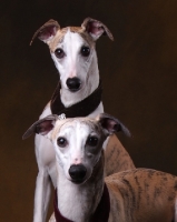 Picture of Whippets portrait