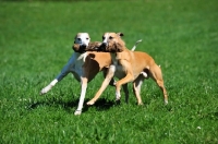 Picture of Whippets retrieving together
