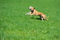 Picture of Whippets running together