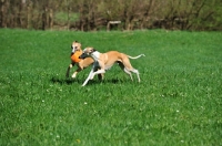 Picture of Whippets running with frisbee