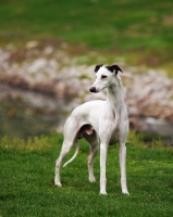 Picture of Whippet