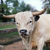 Picture of whipsnade 281, white park bull at stoneleigh, national agricultural centre