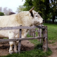 Picture of whipsnade 281, white park bull looking over fence at stoneleigh, nac