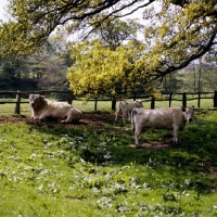 Picture of whipsnade 281, white park bull with cow and calf under a tree in field at the nac, stoneleigh,