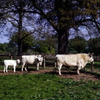 Picture of whipsnade 281, white park bull with cow and calf at  stoneleigh, the nac