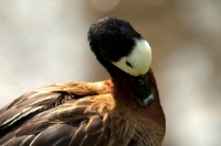 Picture of white-faced whistling duck grooming