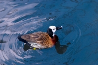 Picture of white-faced whistling duck in water