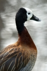 Picture of white-faced whistling duck side view