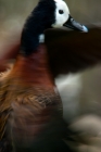 Picture of white-faced whistling duck spreading wings