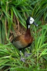 Picture of white-faced whistling duck standing on grass