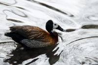 Picture of white-faced whistling duck swimming