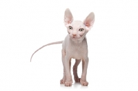 Picture of white 10 week old Sphynx kitten