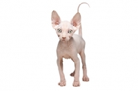 Picture of white 9 week old Sphynx kitten