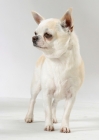 Picture of White & Cream Australian Gr Champion Chihuahua Smooth