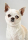 Picture of White & Cream Australian Gr Champion Chihuahua Smooth, portrait