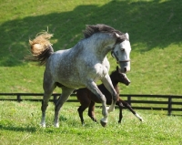 Picture of white adult horse running with young brown horse in field