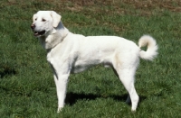 Picture of white Akbash dog standing proud