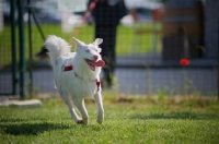 Picture of white albino australian shepherd running with tongue out