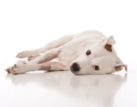 Picture of white American Pit Bull Terrier