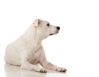 Picture of white American Pit Bull Terrier lying on white background