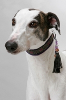 Picture of white and brindle Greyhound, australian champion and finnish champion