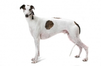 Picture of white and brindle Greyhound, australian champion and finnish champion, on white background