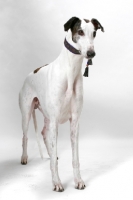 Picture of white and brindle Greyhound, australian champion and finnish champion