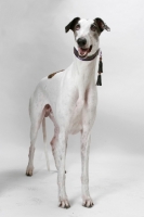 Picture of white and brindle Greyhound, australian champion and finnish champion