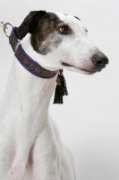 Picture of white and brindle Greyhound, australian champion and finnish champion, wearing collar