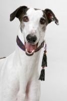 Picture of white and brindle Greyhound, australian champion and Finnish champion