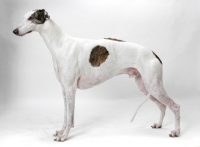 Picture of white and brindle Greyhound, australian champion and finnish champion