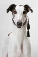 Picture of white and brindle Greyhound, australian champion and finnish champion