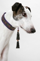 Picture of white and brindle Greyhound profile, australian champion and finnish champion