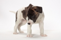 Picture of white and brindle Whippet puppy, looking down