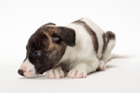Picture of white and brindle Whippet puppy