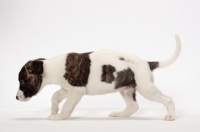 Picture of white and brindle Whippet puppy, walking on white background