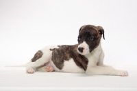 Picture of white and brindle Whippet puppy, lying down